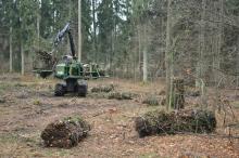 Biomasa drzewna - alternatywne źródło energii