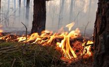 Pożar w Leśnictwie Jałówka